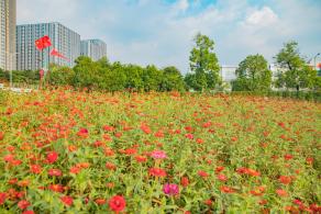 新安花田