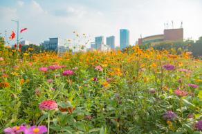 新安花田