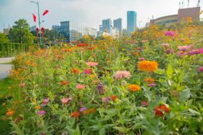 新安花田