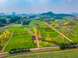 光明小镇欢乐田园