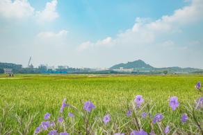 光明小镇欢乐田园