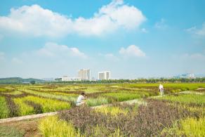光明小镇欢乐田园