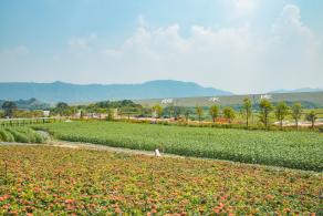 光明小镇欢乐田园
