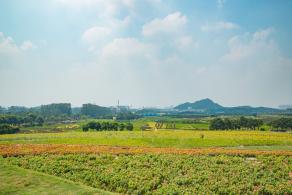 光明小镇欢乐田园