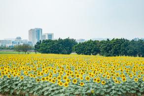 光明小镇欢乐田园