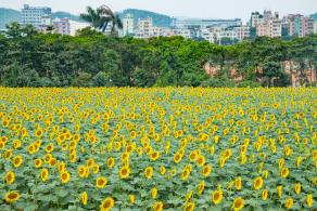 光明小镇欢乐田园