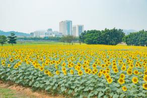 光明小镇欢乐田园