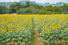 光明小镇欢乐田园