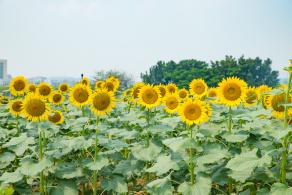 光明小镇欢乐田园