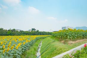 光明小镇欢乐田园