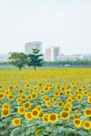 光明小镇欢乐田园
