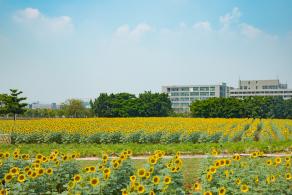 光明小镇欢乐田园