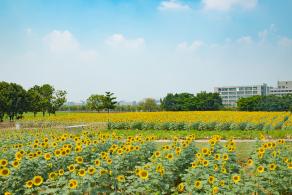光明小镇欢乐田园