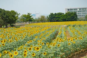 光明小镇欢乐田园