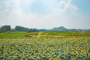 光明小镇欢乐田园