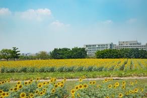光明小镇欢乐田园
