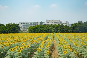 光明小镇欢乐田园