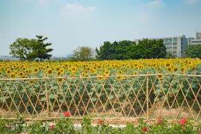 光明小镇欢乐田园