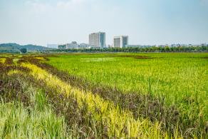 光明小镇欢乐田园