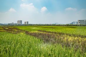 光明小镇欢乐田园