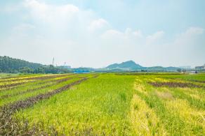 光明小镇欢乐田园