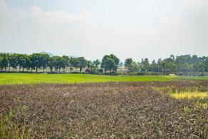 光明小镇欢乐田园