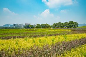 光明小镇欢乐田园