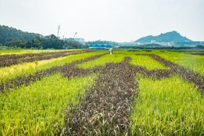 光明小镇欢乐田园