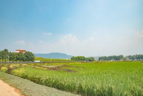 光明小镇欢乐田园