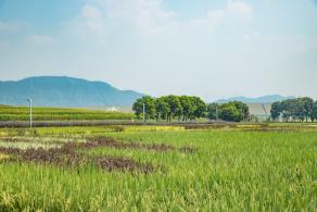光明小镇欢乐田园
