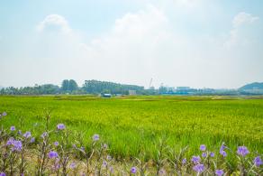 光明小镇欢乐田园