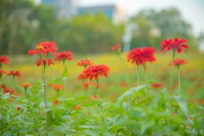 市民中心花海