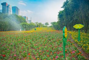 市民中心花海