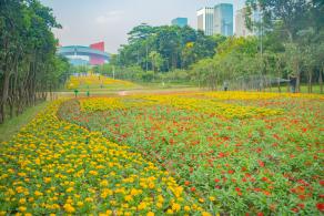 市民中心花海