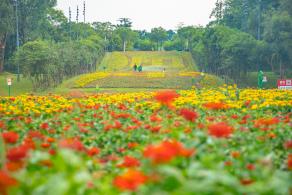 市民中心花海