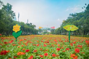 市民中心花海