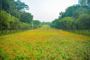 市民中心花海