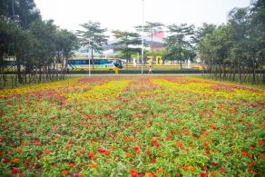 市民中心花海