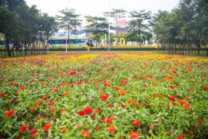 市民中心花海