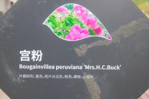 簕杜鹃谷