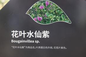 簕杜鹃谷