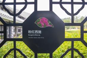 簕杜鹃谷