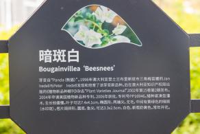 簕杜鹃谷