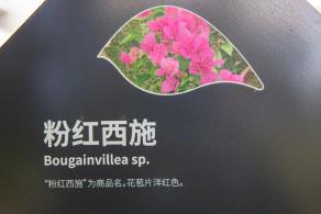 簕杜鹃谷