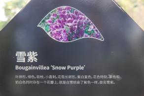 簕杜鹃谷
