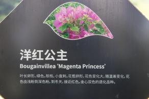 簕杜鹃谷