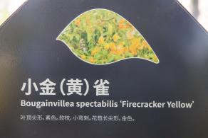 簕杜鹃谷