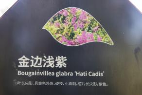 簕杜鹃谷