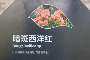 簕杜鹃谷