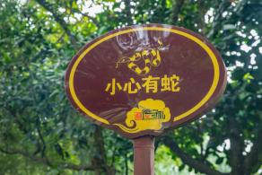 簕杜鹃谷